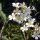 Frangipani-Plumeria