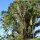 Baum-Riesen