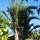 Baum-Riesen