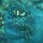 Westlicher-Clownfisch auf 'magnifica'-Anemone