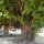alter Baum vor dem Dive-Center