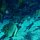 Fledermausfische im Schwarm