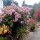 Blumenpracht an der 'Hauptstrasse'