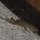 Riesen-Gecko im Hotel Amun Ini