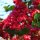 Flora im Amun Ini-Resort : Bougainvillea