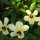 Garten-Blumen