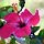 Hibiskus