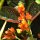 Garten-Blumen