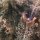 Horn-Schnecke