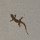 kleiner Gecko, am Vorabend im Restaurant