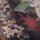 Roter-Soldatenfisch + andere Riff-Fische