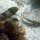 verschiedene Riff-Fische