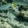 verschiedene Riff-Fische