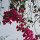 Bougainvillea