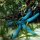blauer Seestern