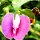 tropische Blüte bei den Reisfeldern