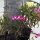 Orchideen auf der Restaurant-Terrasse