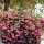 Bougainvilleas