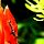 behaarte Raupe an Blüte