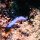 blaue Faden-Schnecke