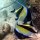 Halfterfische