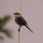 Spatz im Bugana-Beachresort