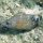 Schneeflocken-Lippfisch