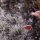 Halsband-Anemonenfische auf Blasen-Anemone