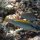 kleiner Kaninchenfisch + Junker-Lippfisch