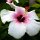 Hibiskus-Blüte