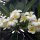 in der Hotel-Anlage : Frangipani-Blüten