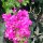 in der Hotel-Anlage : Bougainvillea