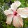 in der Hotel-Anlage : Hibiskus-Blüte