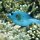 Schwarzfleck-Kugelfisch (blaue Farbe)