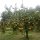 Orangenfarm