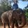 stolz auf dem Elefant