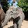 stolz auf dem Elefant
