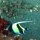 Halfterfisch