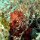 roter Anglerfisch ('Frogfish')