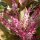exotische Blüten