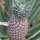 Ananas-Pflanze im Garten