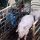 Schweine-Transport