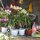 Orchideen auf dem Markt