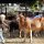 Zebu-Bulle auf dem Vieh-Markt
