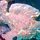 grosser Riesen-Anglerfisch ('Giant-Frogfish')