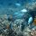 verschiedene Chromis-Riffbarsche