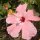 Hibiskus-Blüte