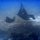Manta