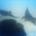 Manta