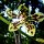 Orchidee